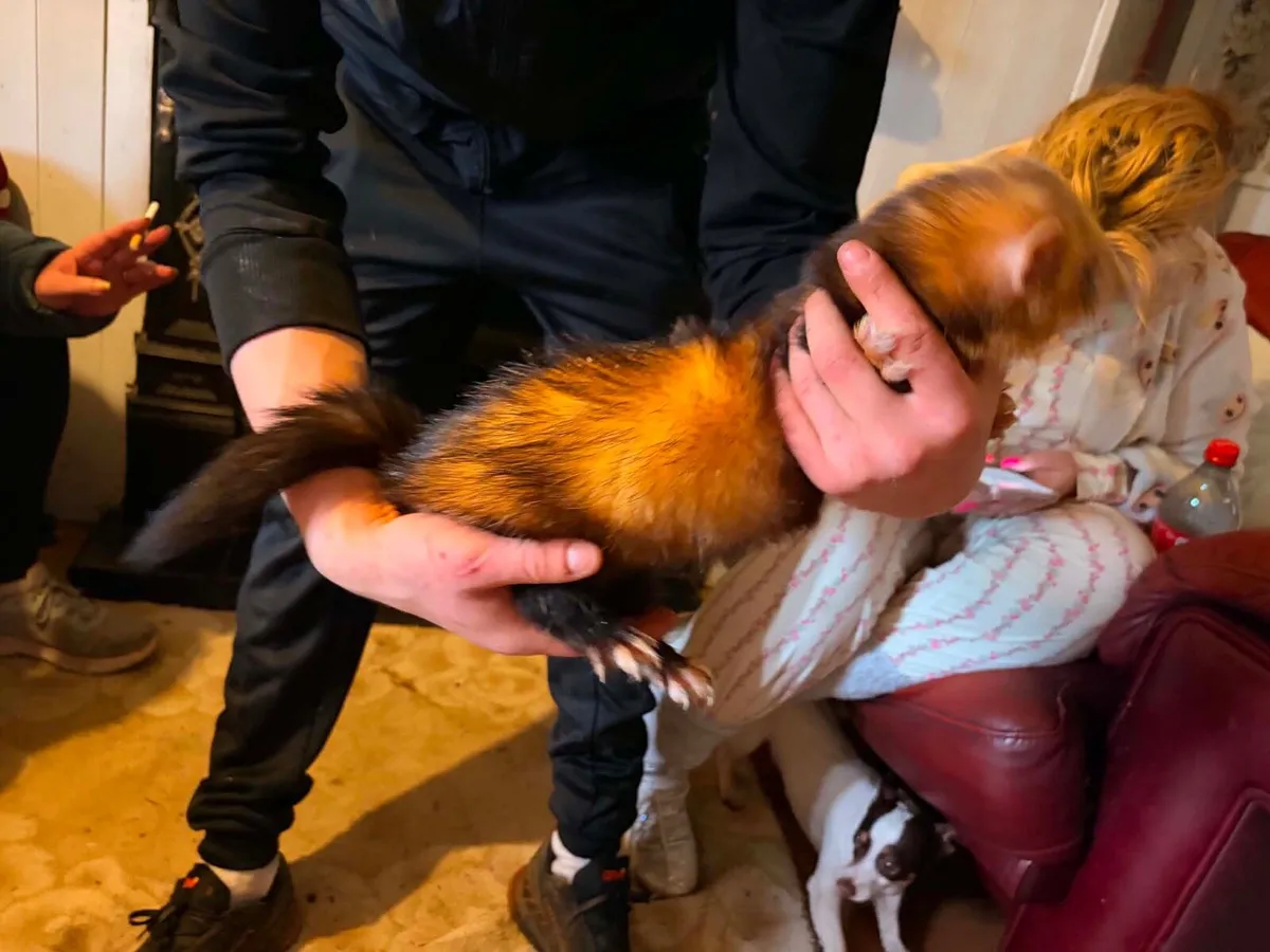 Buck ferret - Image 4