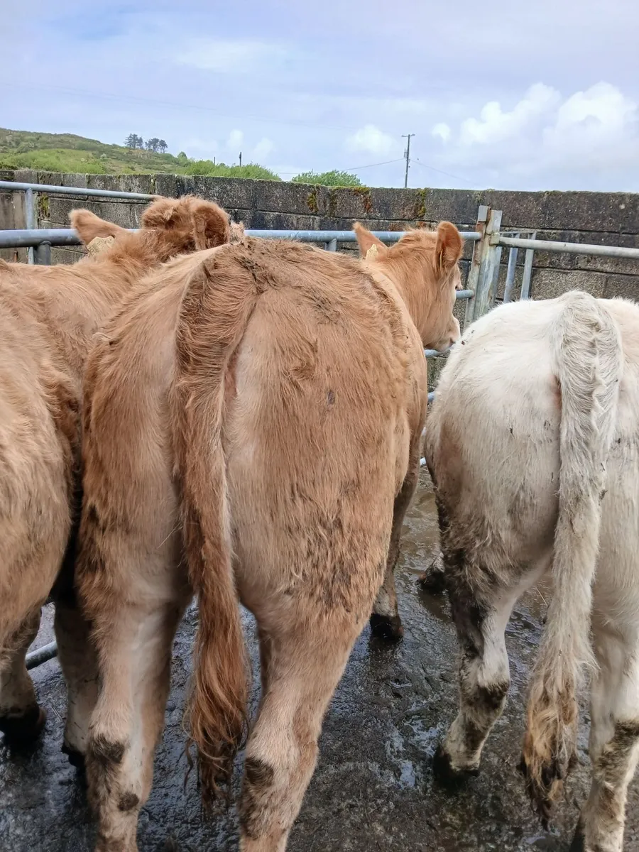 4 Heifers - Image 2