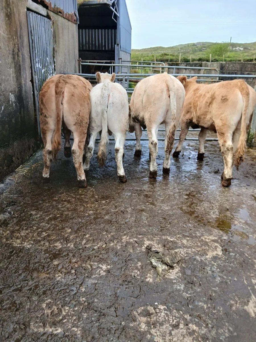 4 Heifers - Image 3