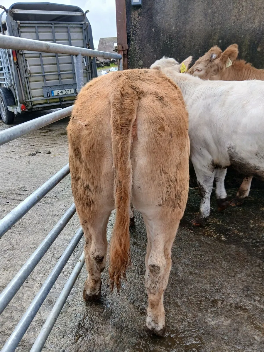 4 Heifers - Image 4