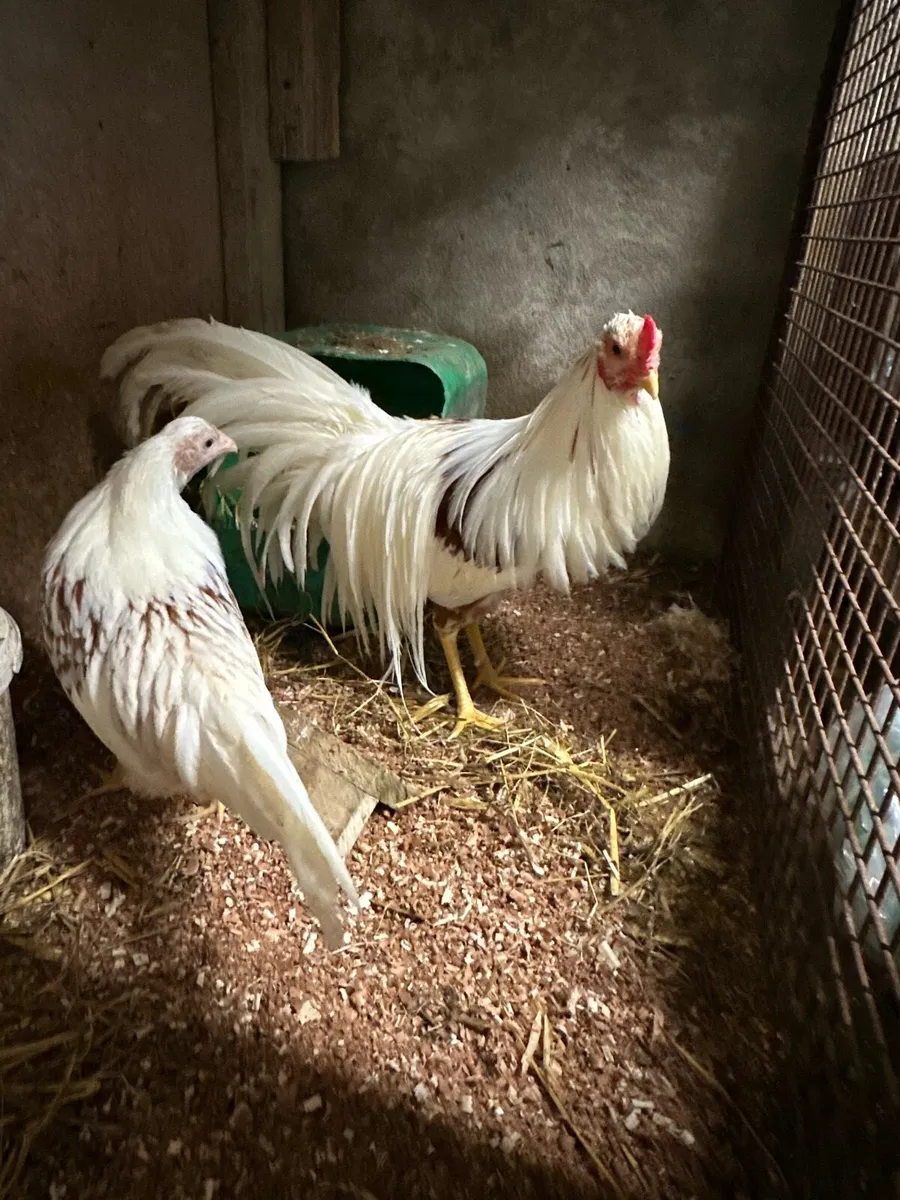 Red Saddled Yokohama chicks - Image 1