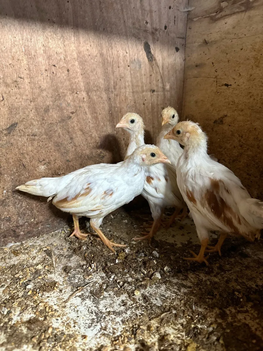 Red Saddled Yokohama chicks - Image 3