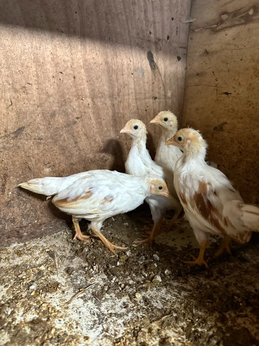 Red Saddled Yokohama chicks - Image 4