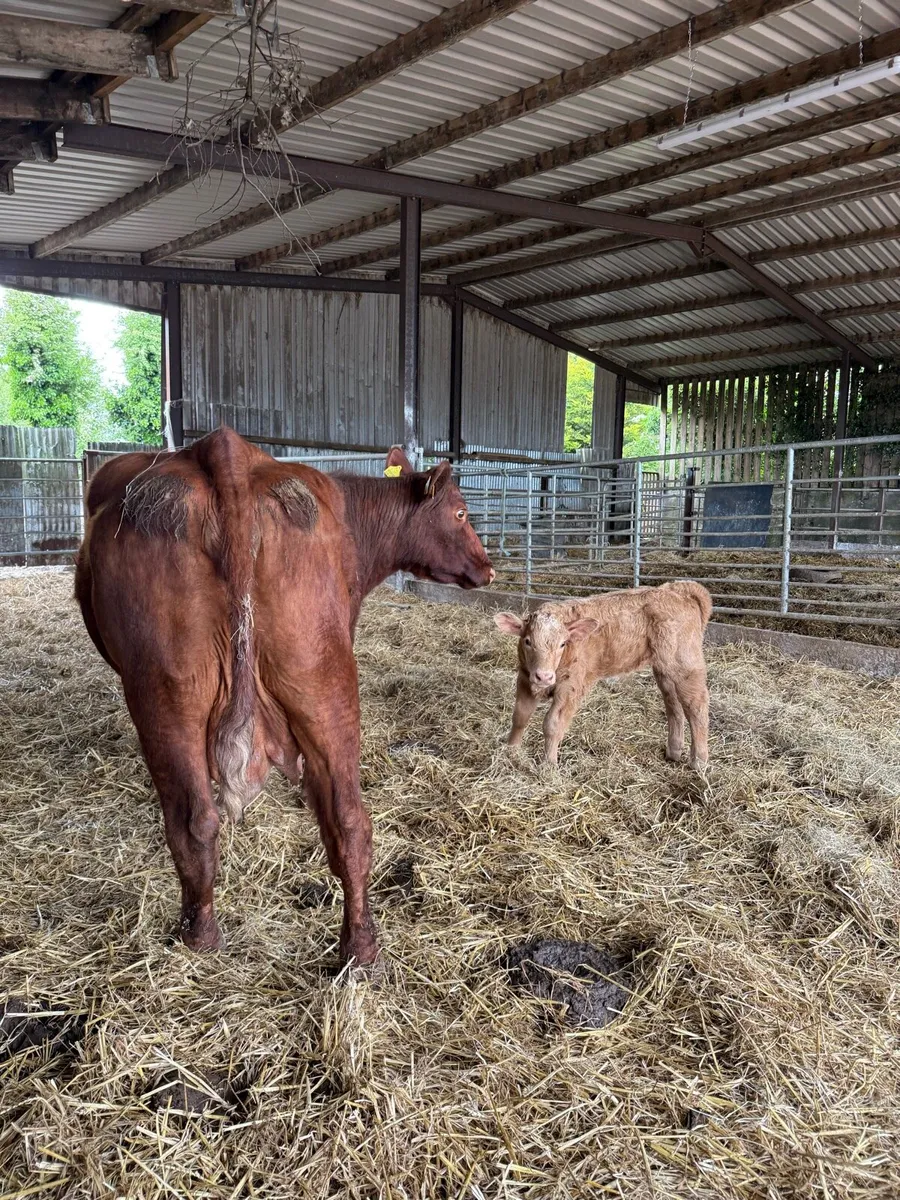 2 cows and 2 calves - Image 2