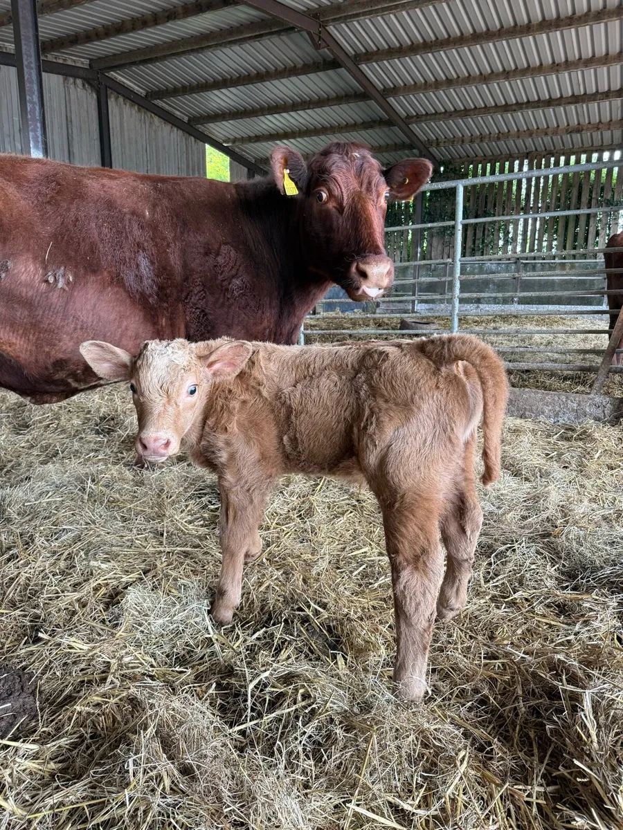 2 cows and 2 calves - Image 3