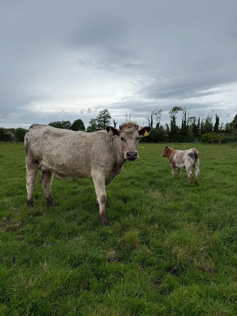 2 cows and 2 calves - Image 4