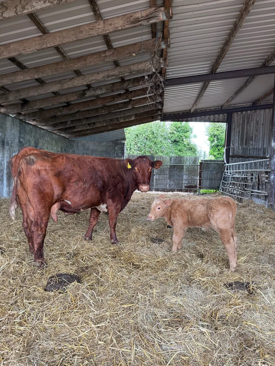 2 cows and 2 calves - Image 1