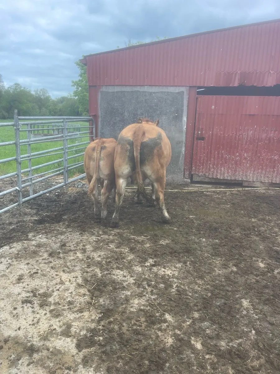 Cow - Image 2