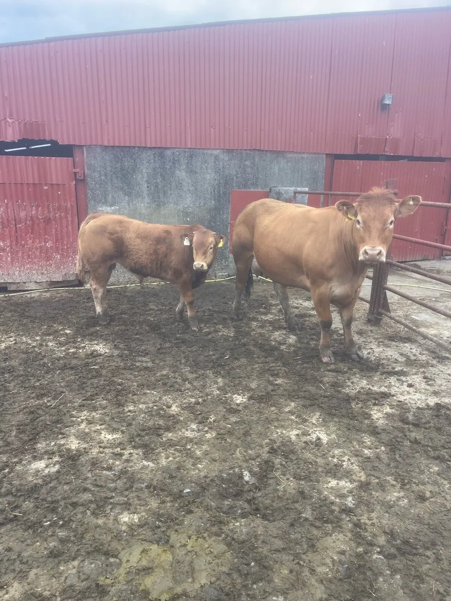 Cow - Image 3