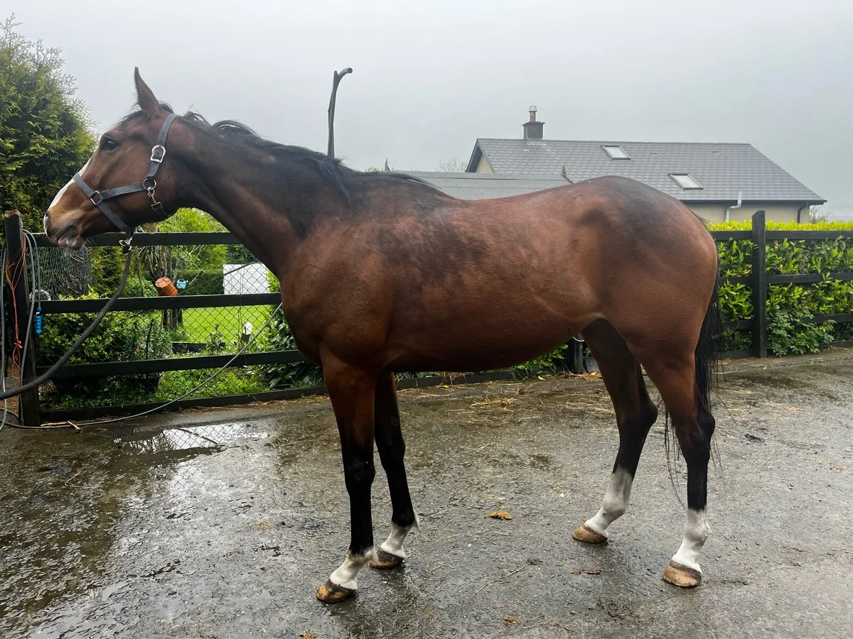 TB Filly - Image 1
