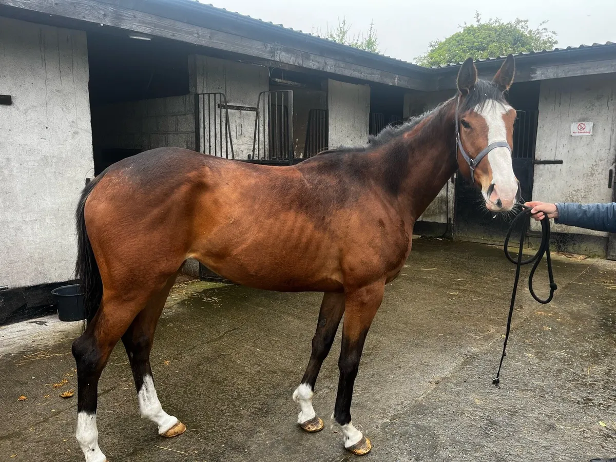 TB Filly - Image 2
