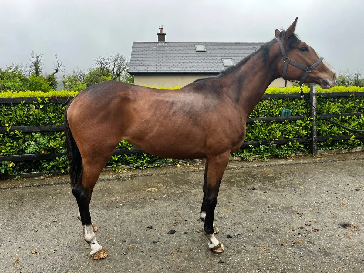 TB Filly - Image 3