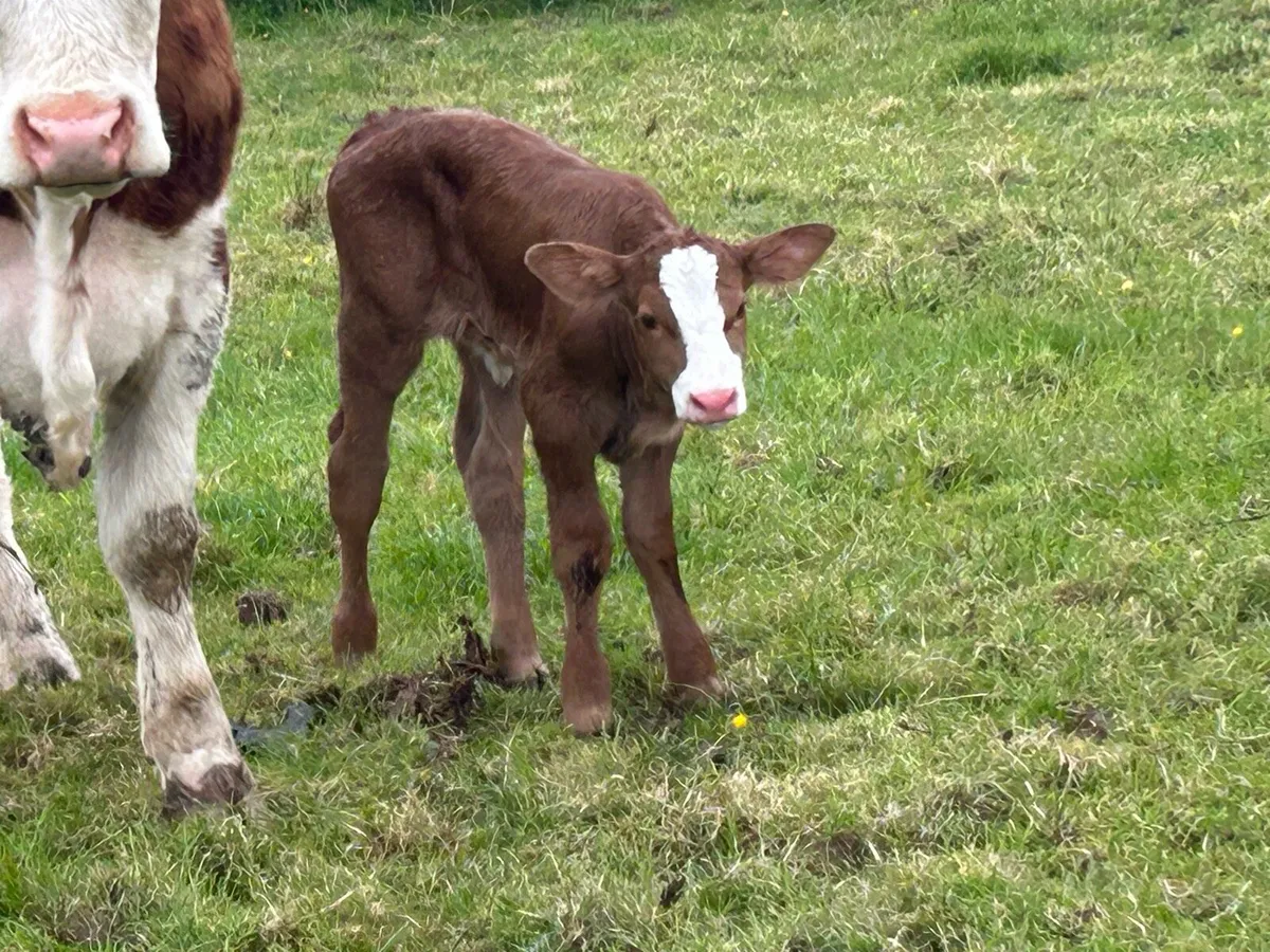 Super 5 star calved Simmental heifer - Image 2