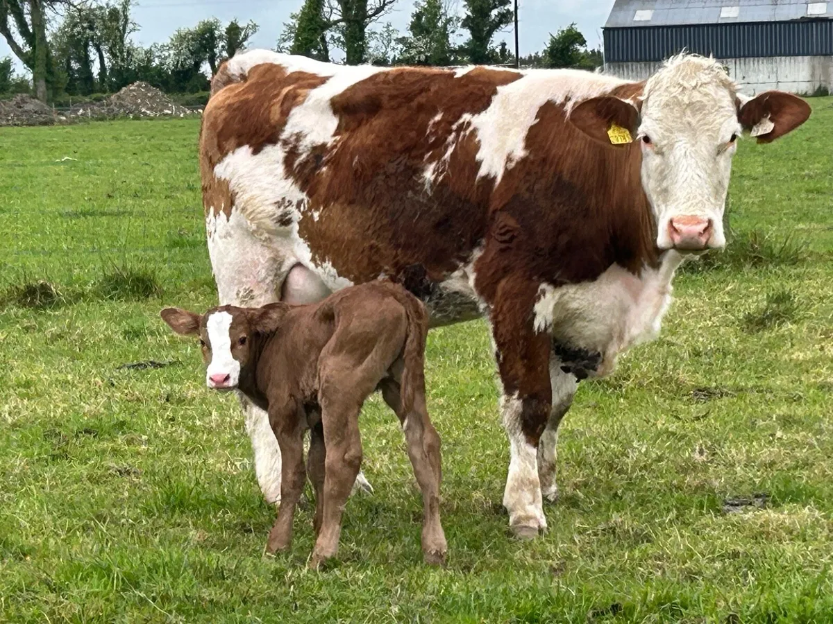 Super 5 star calved Simmental heifer - Image 1