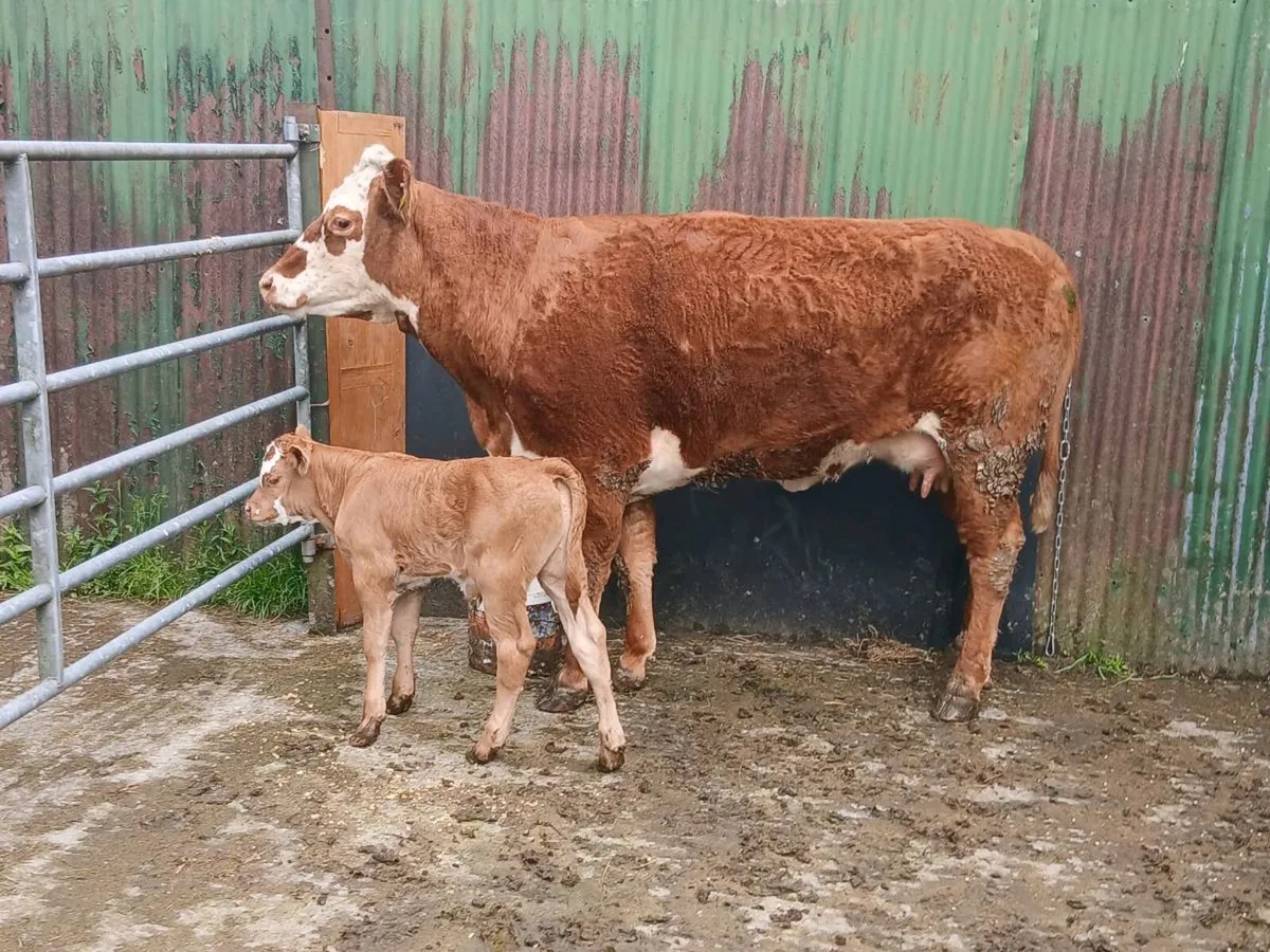 SUPER LIM HEIFER WITH a SUPER BULL CALF - Image 1