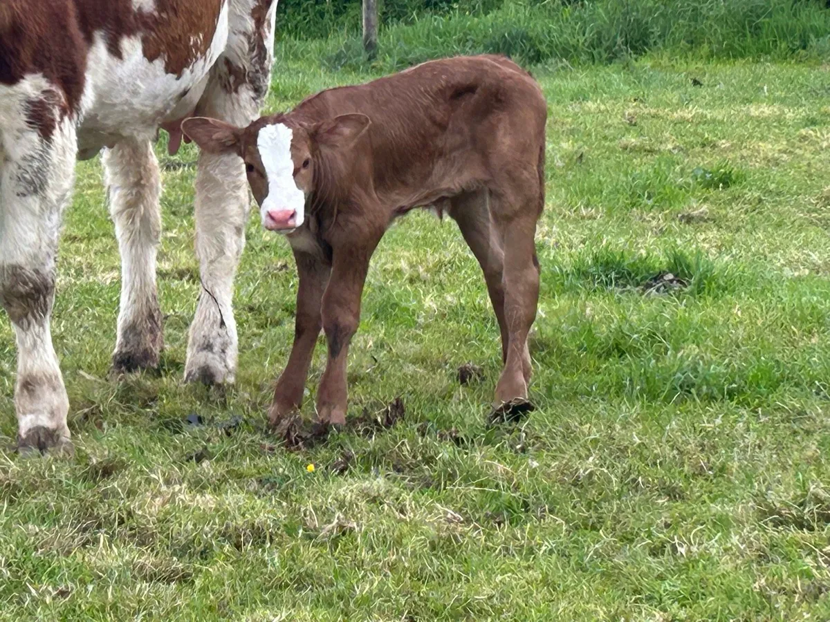 Super 5 star calved Simmental heifer - Image 3