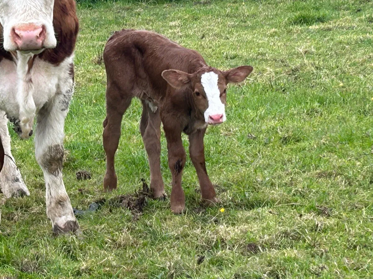 Super 5 star calved Simmental heifer - Image 4