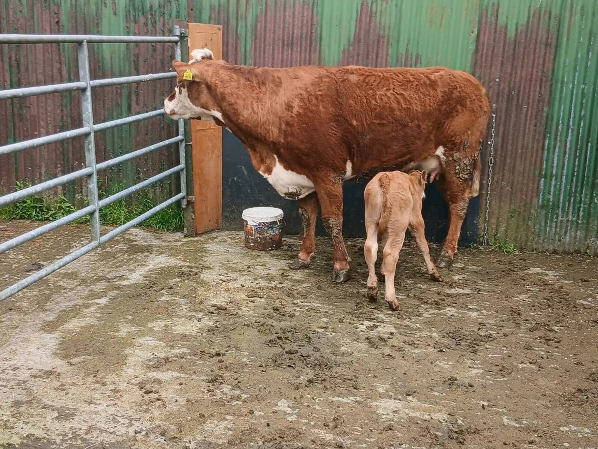 SUPER LIM HEIFER WITH a SUPER BULL CALF - Image 3