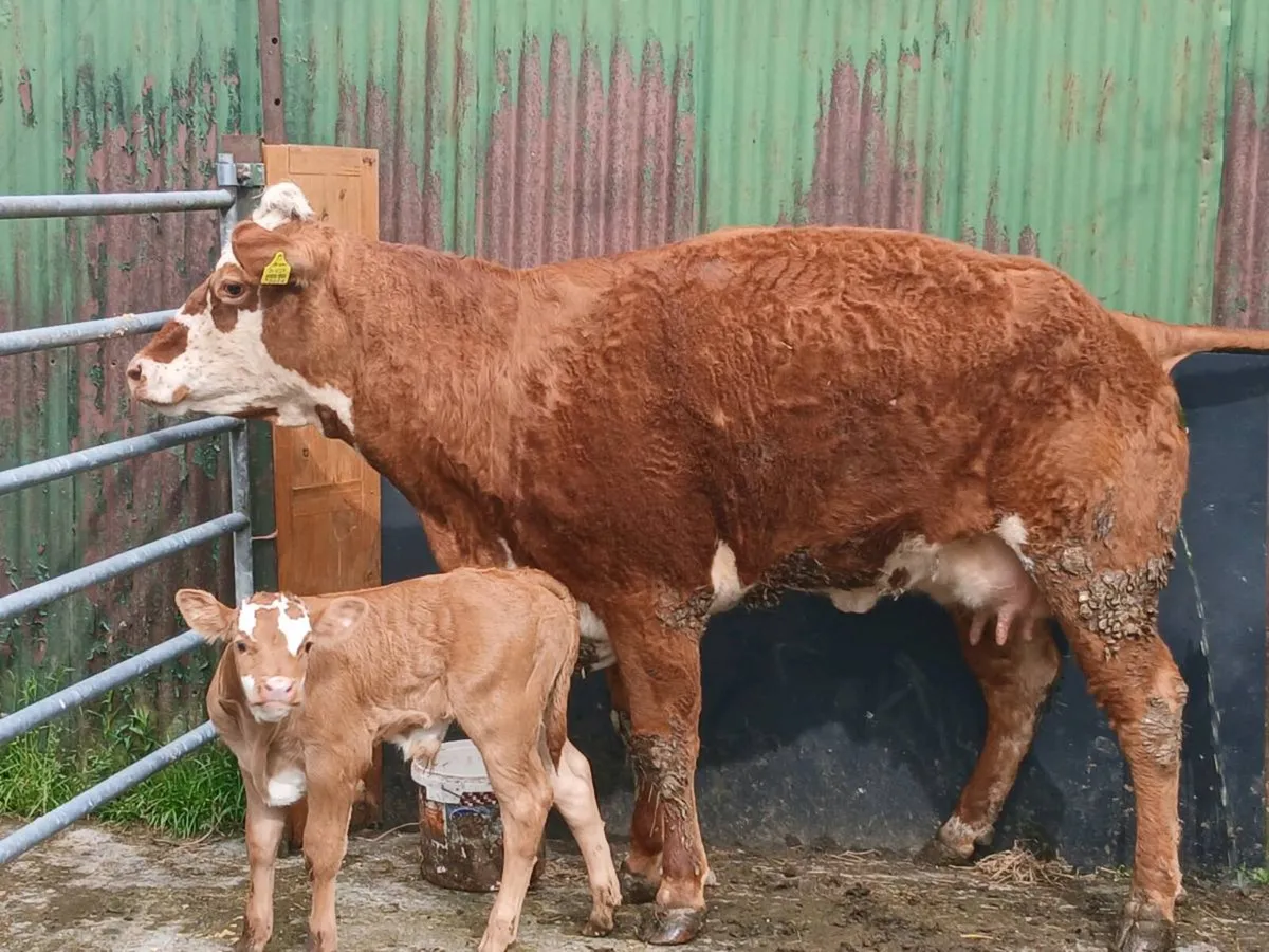 SUPER LIM HEIFER WITH a SUPER BULL CALF - Image 4