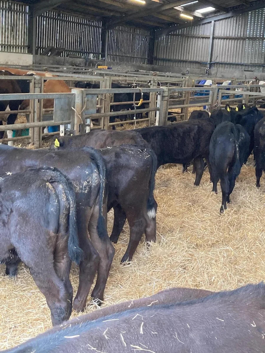 15 Angus bull’s - Image 1