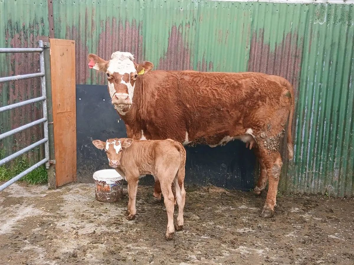 SUPER LIM HEIFER WITH a SUPER BULL CALF - Image 2
