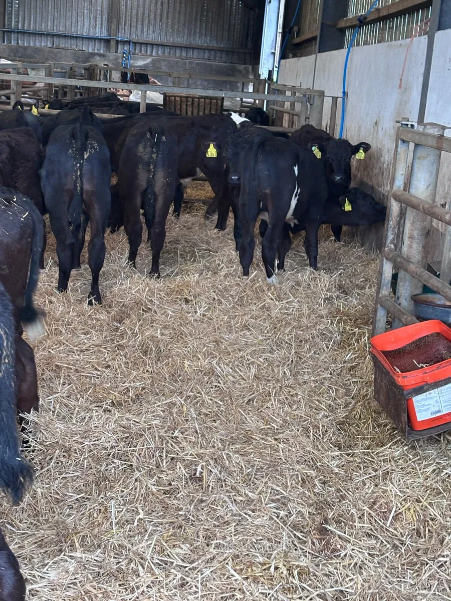 15 Angus bull’s - Image 4