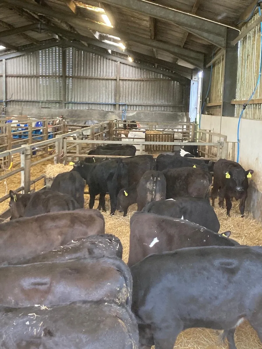 15 Angus bull’s - Image 2