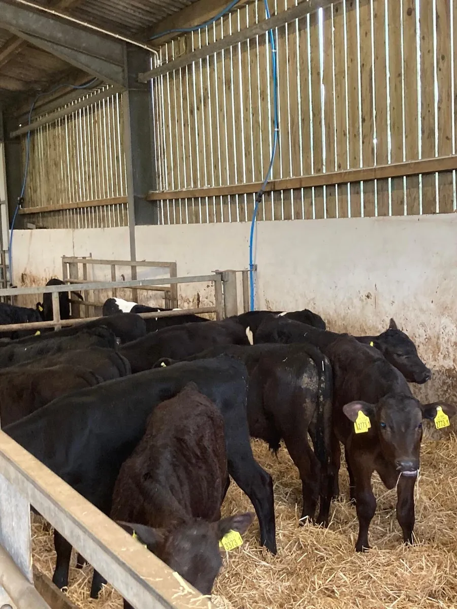 15 Angus bull’s - Image 3