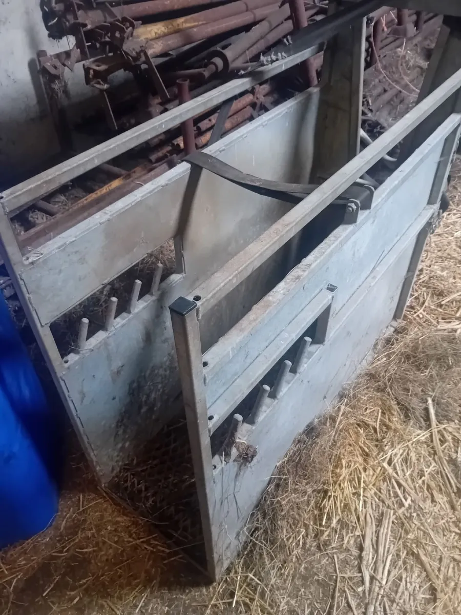 Calf Dehorning Crate - Image 2