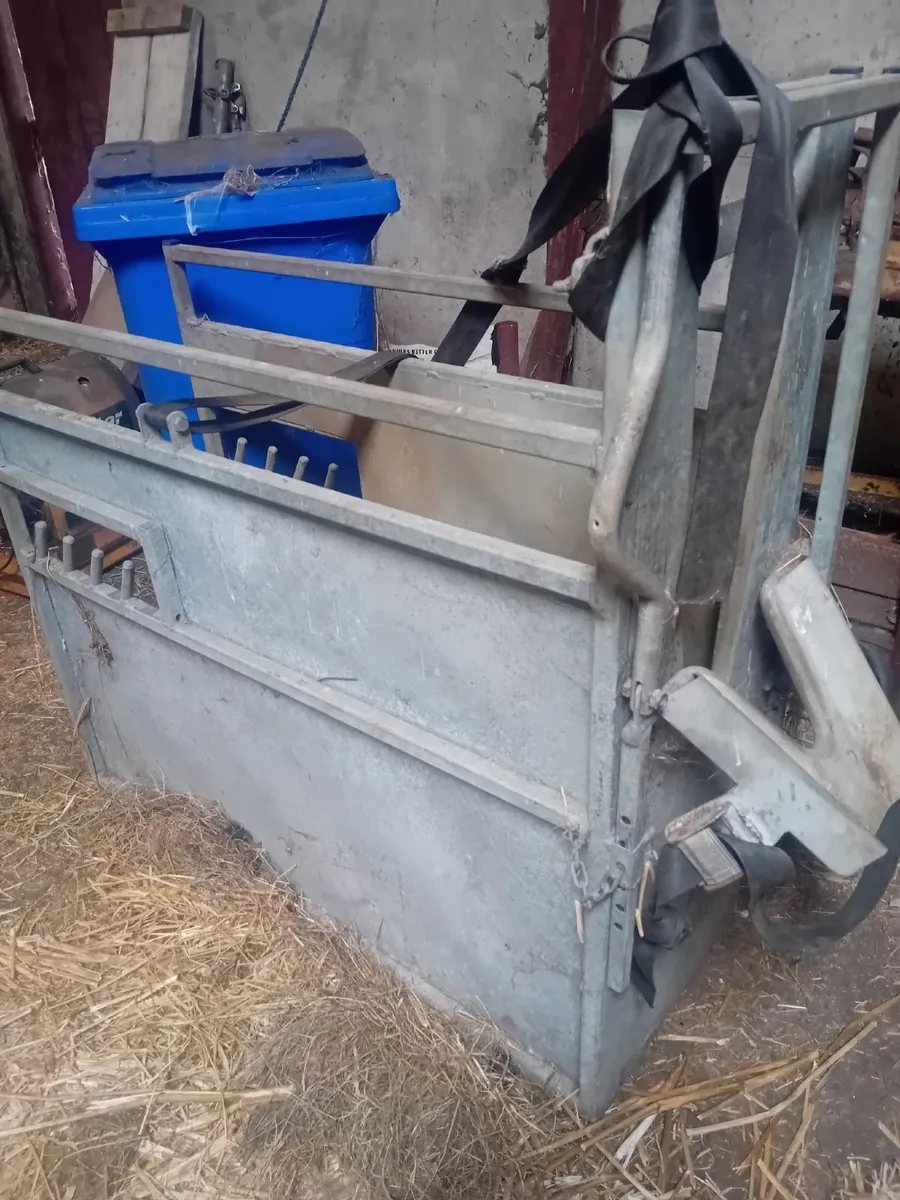 Calf Dehorning Crate - Image 1