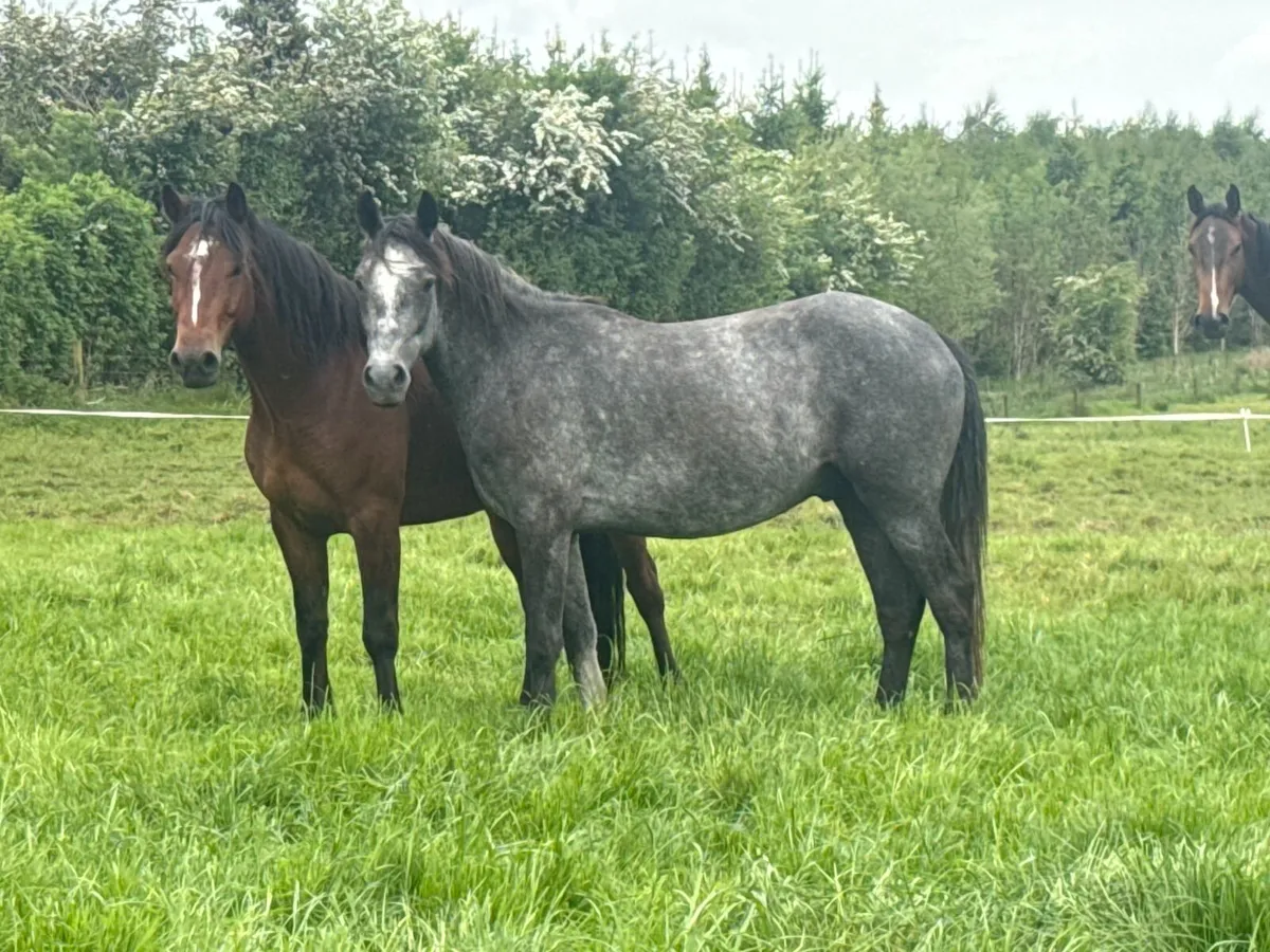 14.2hh 3 year old registered Connemara gelding - Image 1