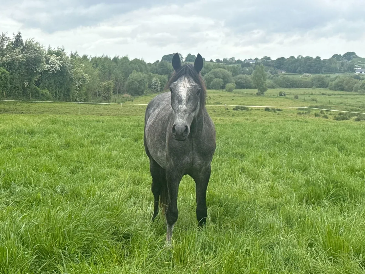 14.2hh 3 year old registered Connemara gelding - Image 2