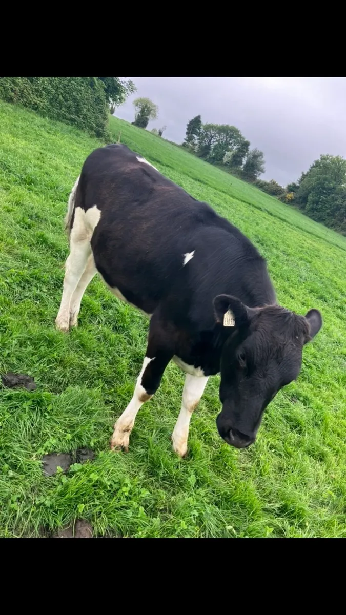 Maiden heifers - Image 2