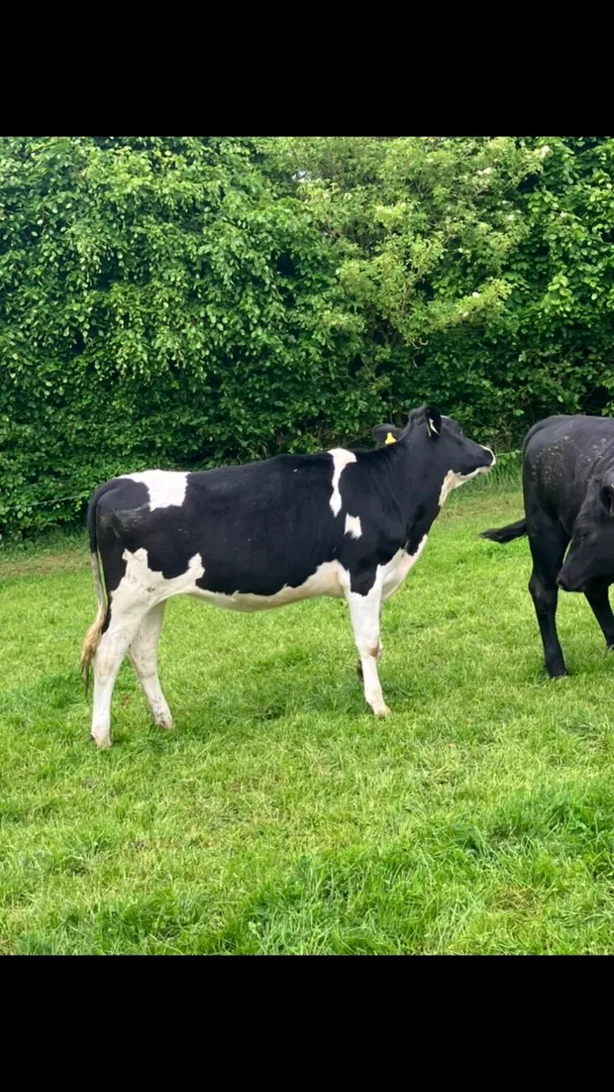 Maiden heifers - Image 3
