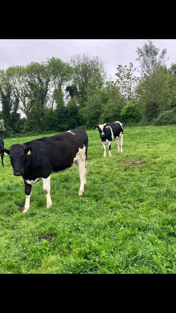 Maiden heifers - Image 1