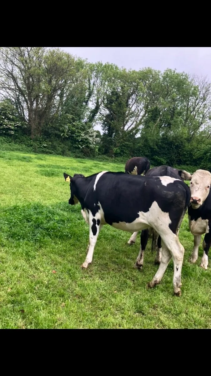 Maiden heifers - Image 4