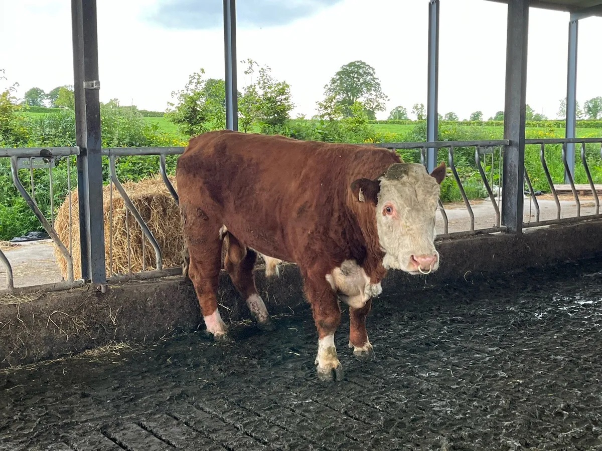 Hereford bull - Image 1
