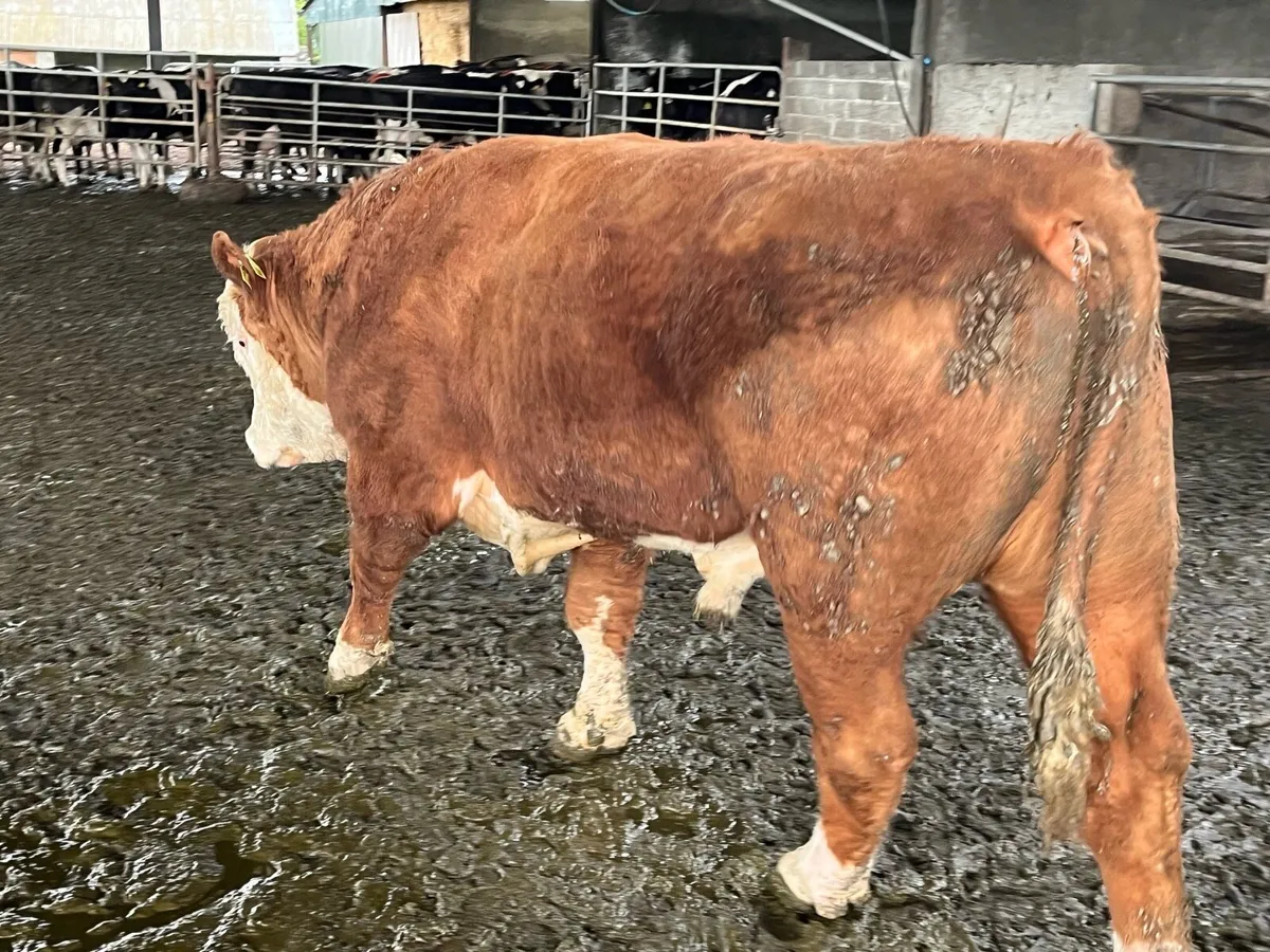 Hereford bull - Image 2