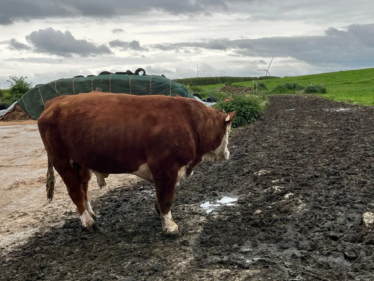 Hereford bull - Image 3