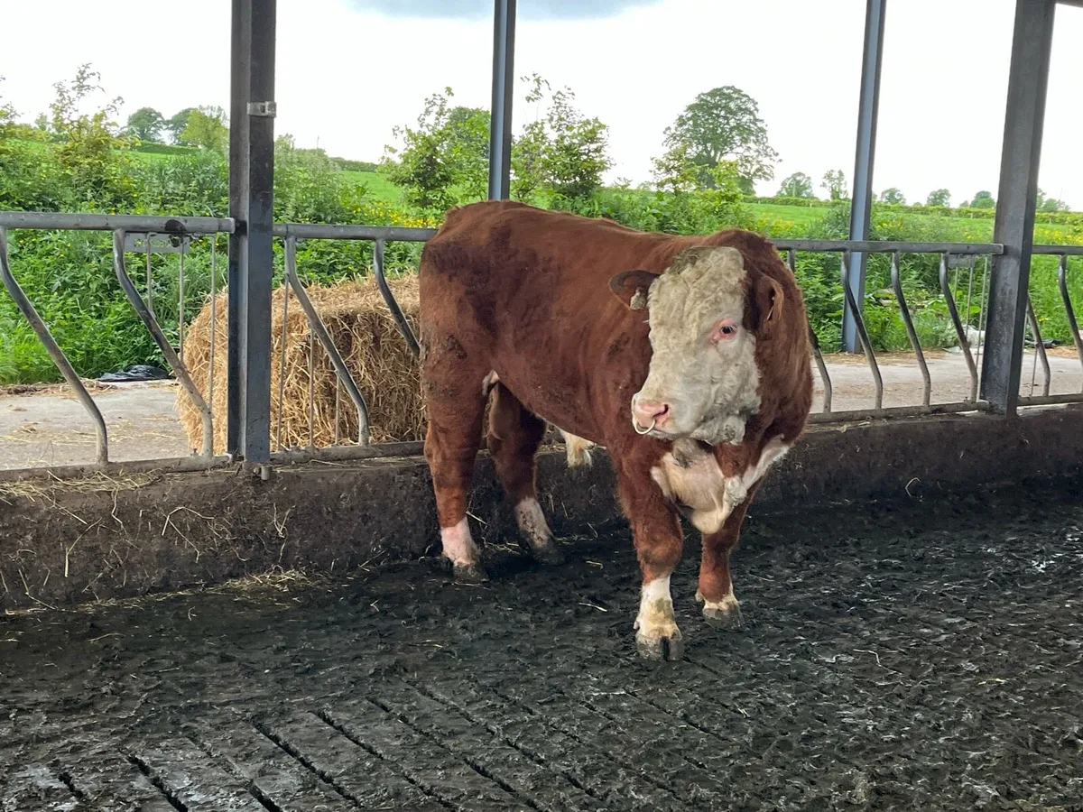 Hereford bull - Image 4