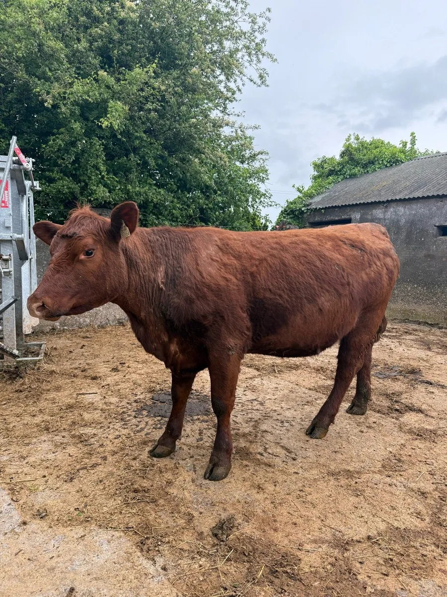 Purebred registered red Angus heifer - Image 1