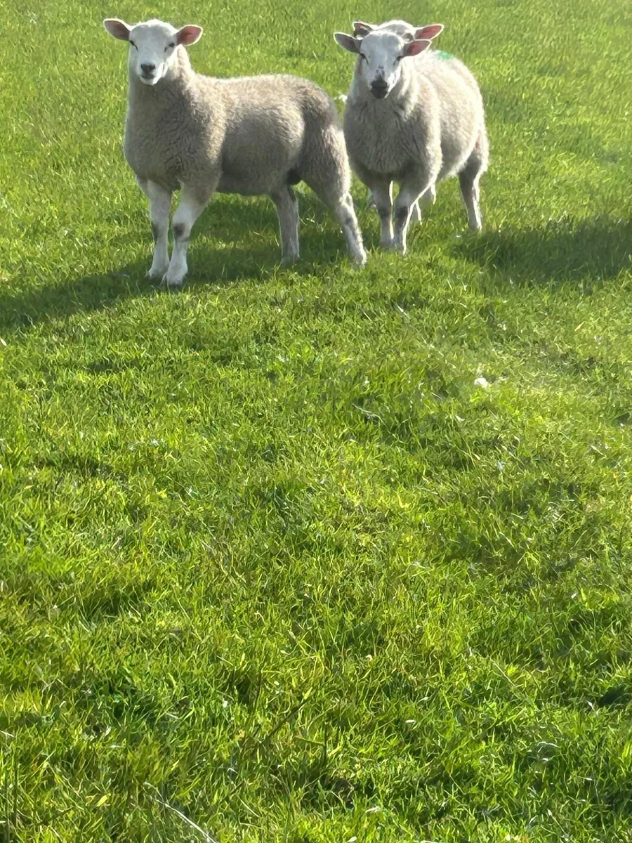 7 store lambs - Image 2
