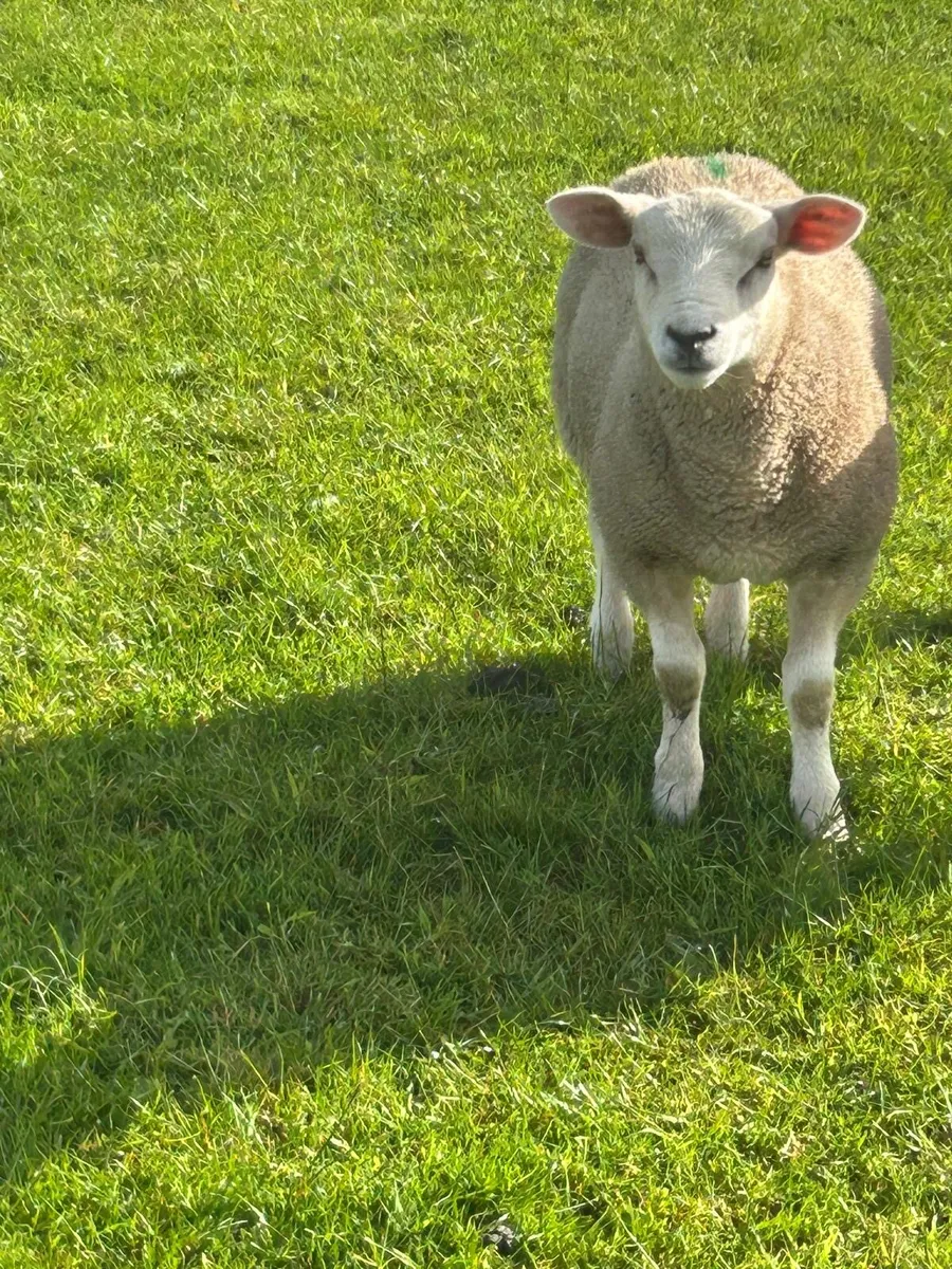 7 store lambs - Image 3