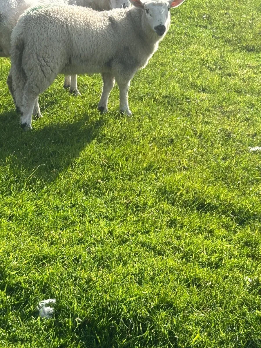 7 store lambs - Image 4