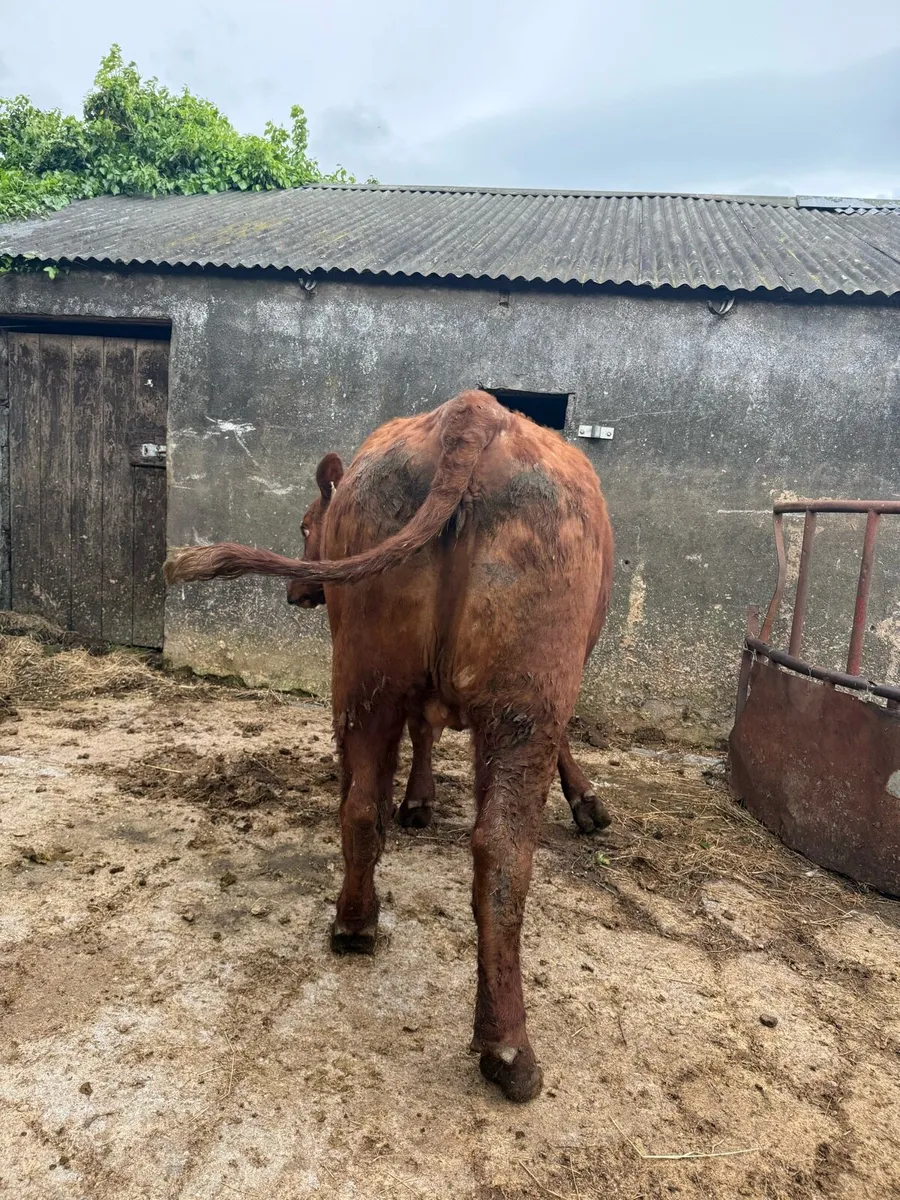 Purebred registered red Angus heifer - Image 2