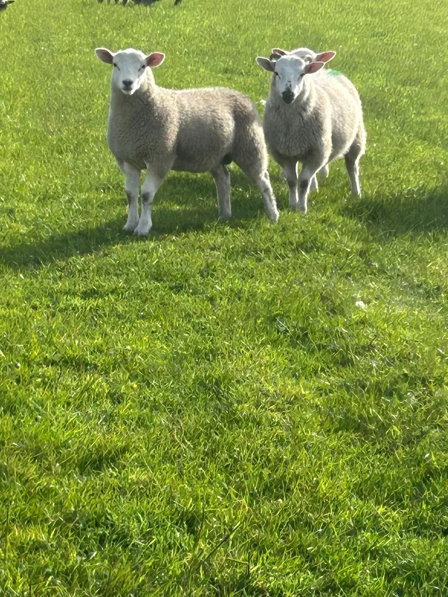 7 store lambs - Image 1
