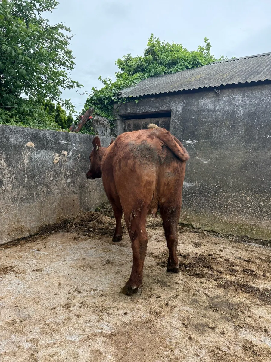Purebred registered red Angus heifer - Image 4