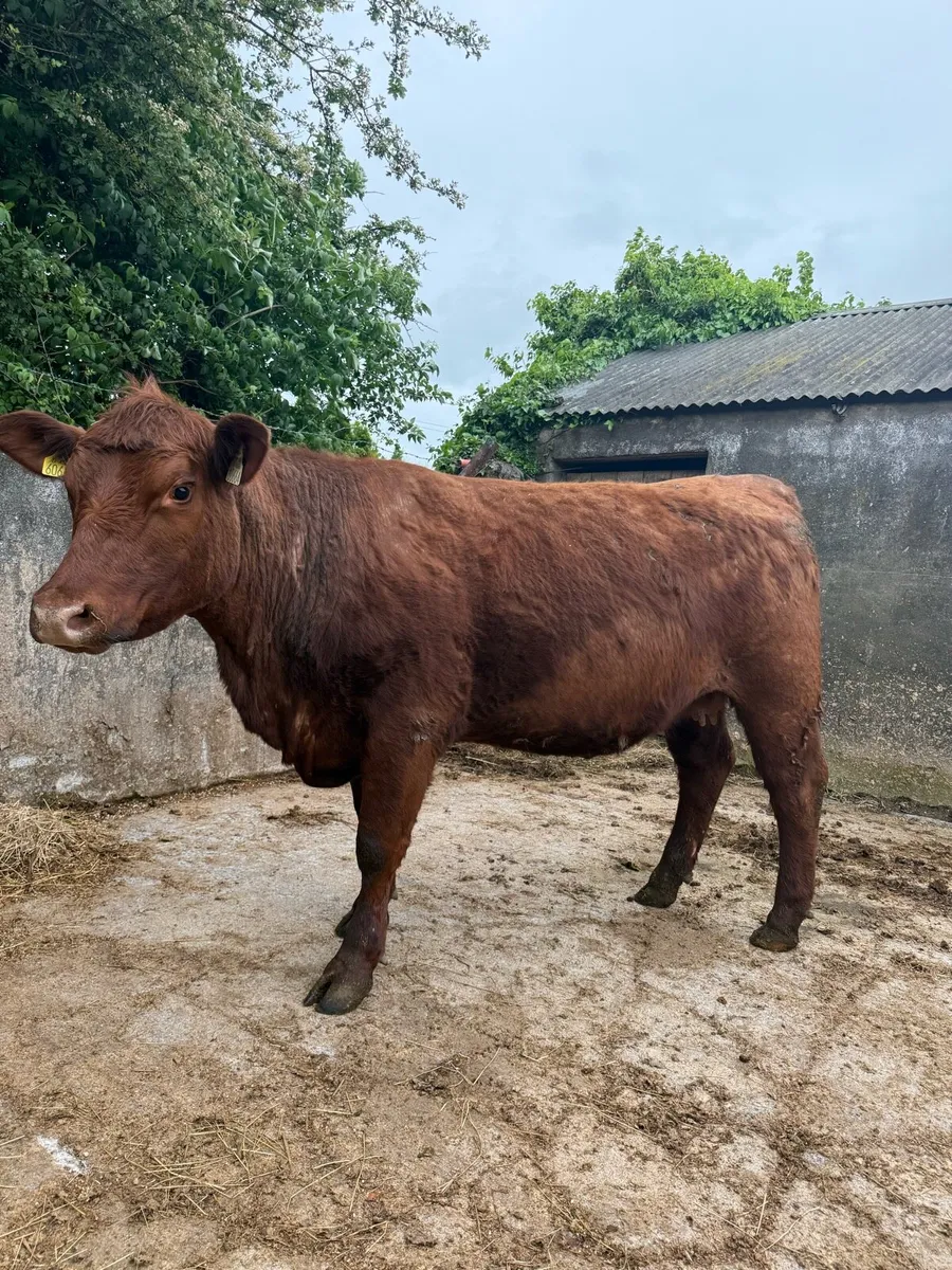 Purebred registered red Angus heifer - Image 3