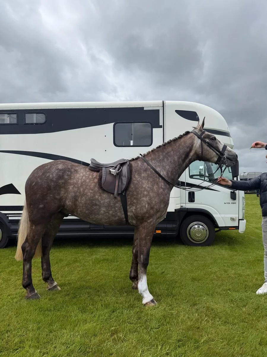 Homebred 4yo Purebred RID Gelding - Image 1