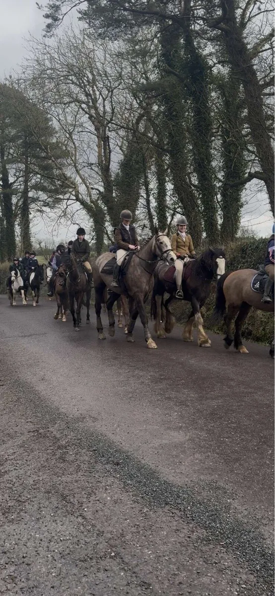 Homebred 4yo Purebred RID Gelding - Image 4